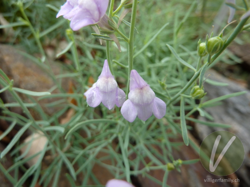 Leinkraut (Linaria capraria): Übersicht